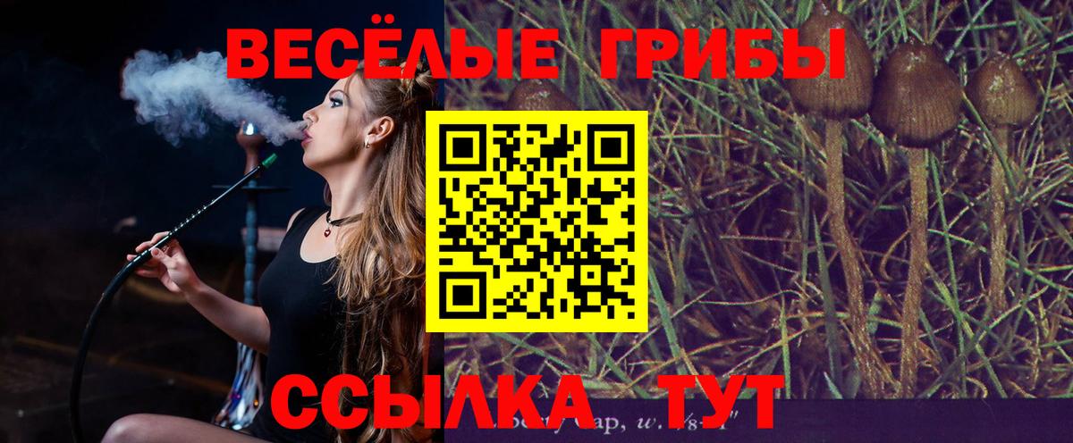 Псилоцибиновые грибы Psilocybe Темрюк